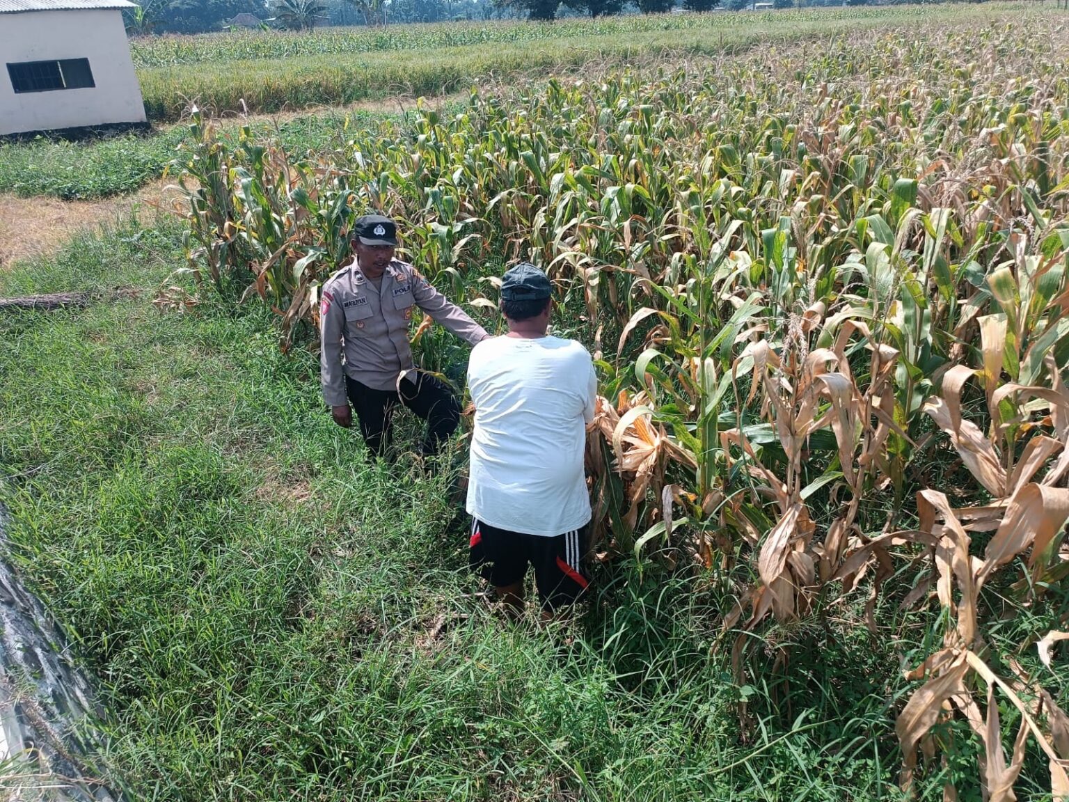 Bhabinkamtibmas Pekoren Pantau Lahan Jagung di Rembang, Kawal Asta Cita Ketahanan Pangan*