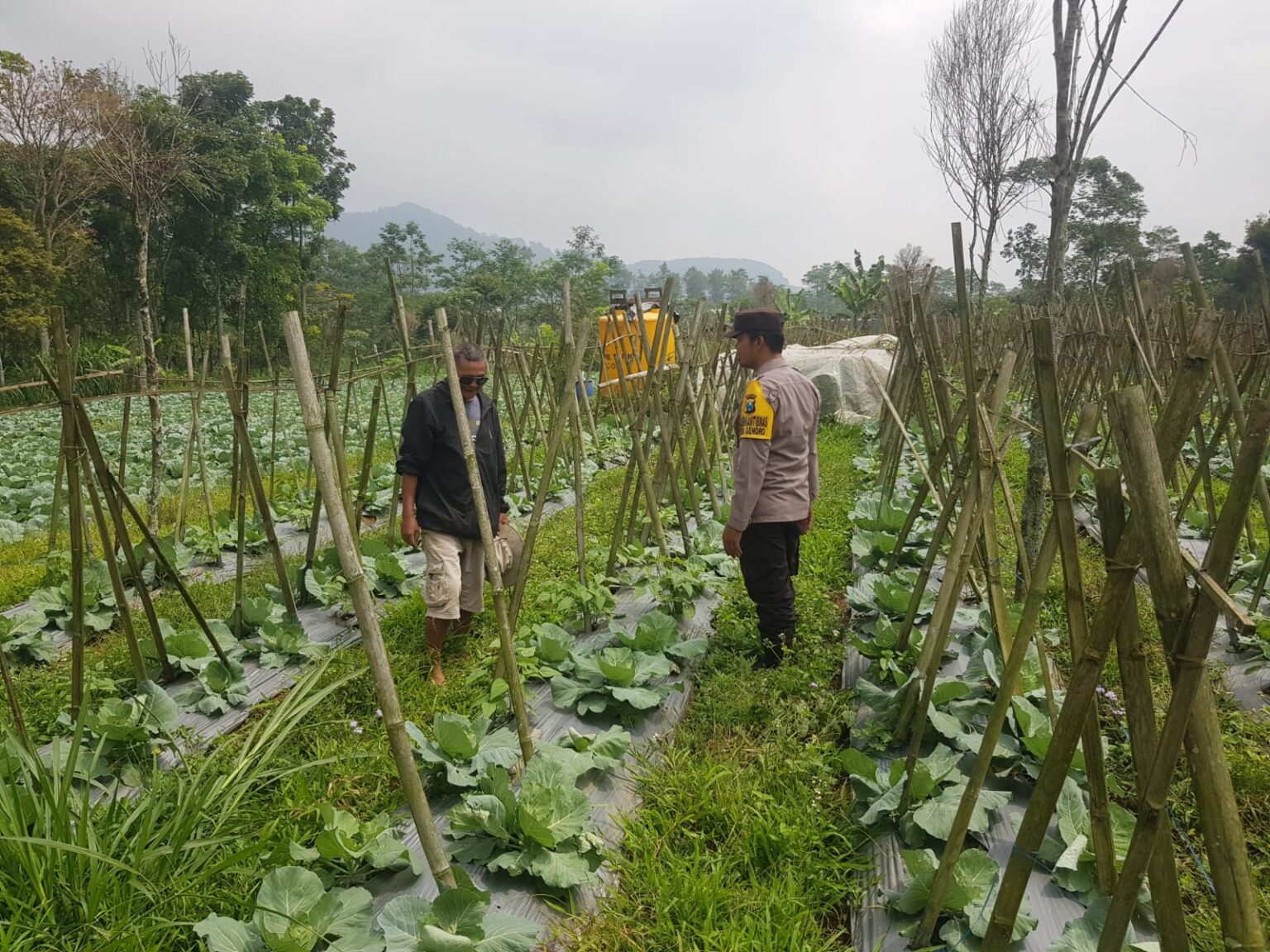 Polisi Turun ke Lahan, Pantau Perkembangan Kubis di Desa Gendro