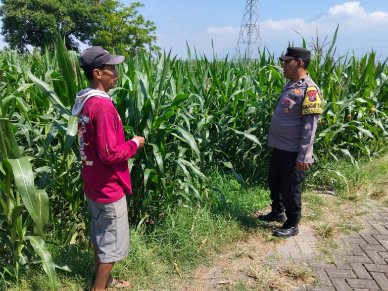 Bhabinkamtibmas Sukorejo Cek Pertumbuhan Jagung Warga