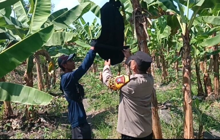 Polsek Rembang Pantau Pekarangan Pangan Bergizi Pisang Cavendish, Dukung Ketahanan Pangan Nasional