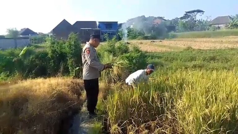 Bhabinkamtibmas Polsek Prigen Bersama Petani Rawat Lahan Padi Dukung Ketahanan Pangan Nasional