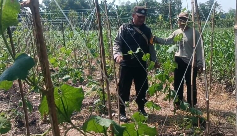 Gugus Tugas Ketahanan Pangan Polsek Rembang Pantau Lahan Gambas Milik Petani Binaan