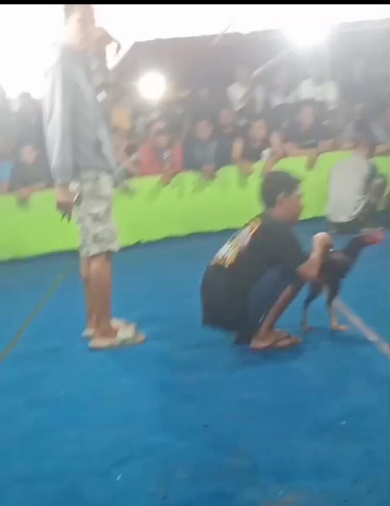 Warga Desa Klurak Sidoarjo Resah Kalangan Sabung Ayam dan Dadu Masih Beraktivitas;Bupati Dan Kapolres Sidoarjo Segera Menindak