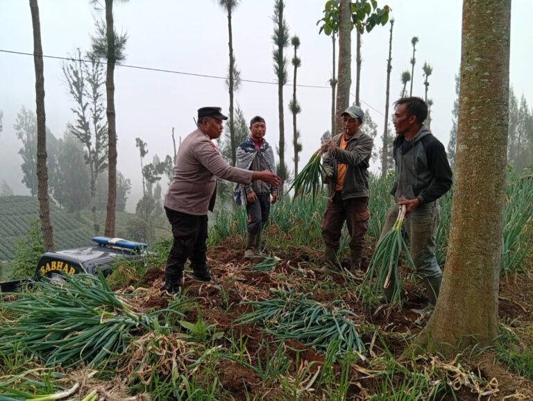 Polsek Tosari Dampingi Petani Bawang, Wujudkan Ketahanan Pangan di Lereng Bromo*