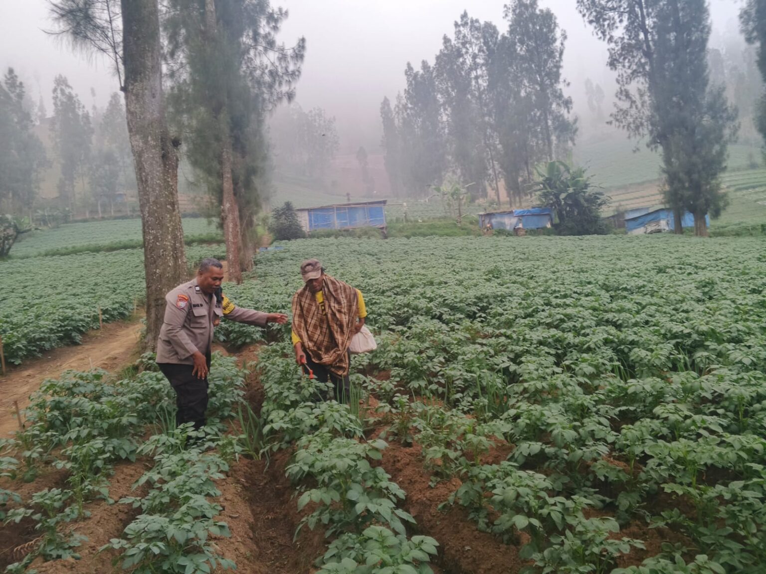 Bhabinkamtibmas Polsek Tosari Intensif Dampingi Petani Kentang Dukung Ketahanan Pangan Nasional