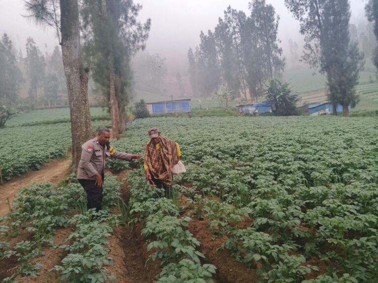 Bhabinkamtibmas Polsek Tosari Intensif Dampingi Petani Kentang Dukung Ketahanan Pangan Nasional