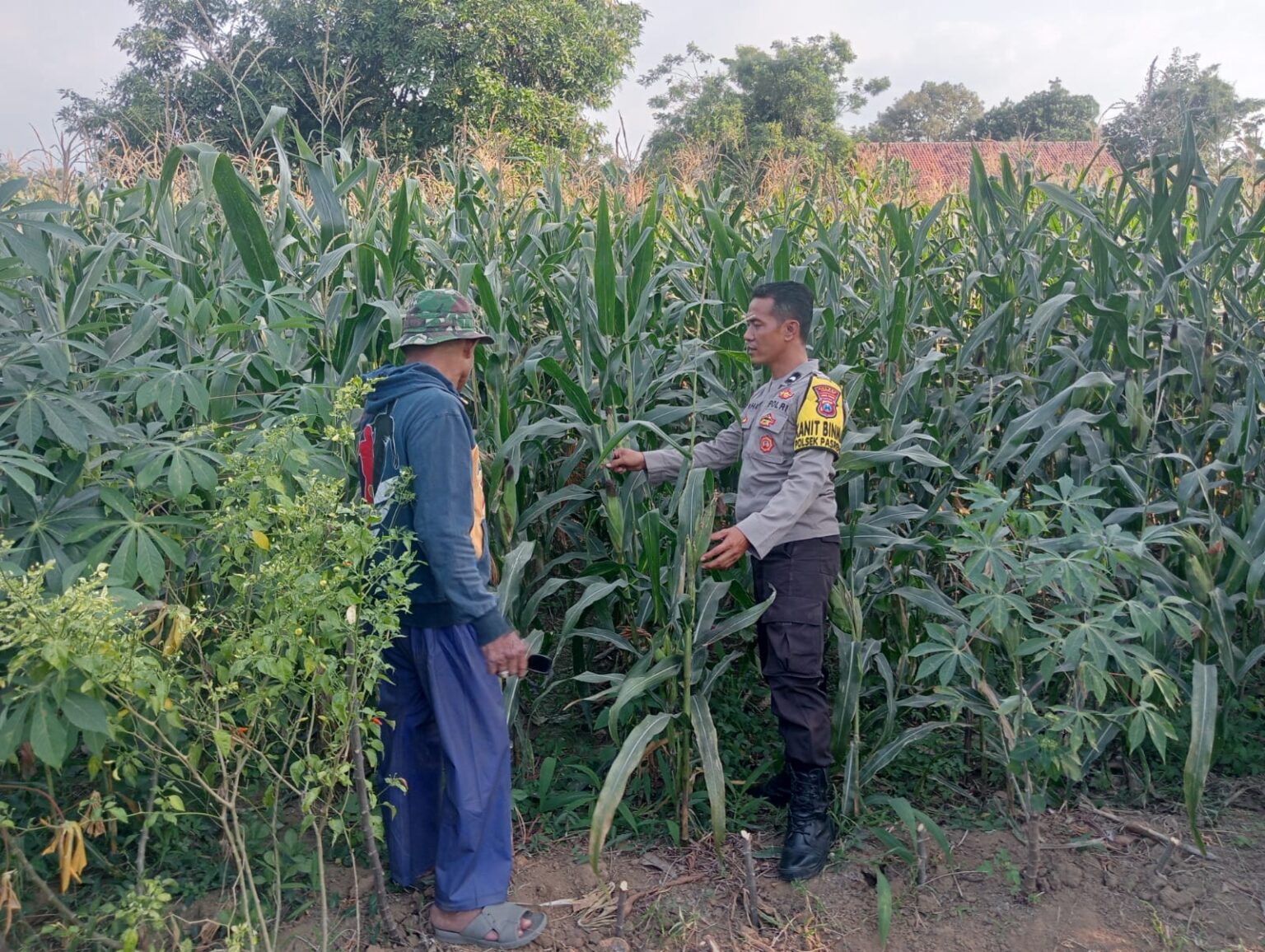 Bhabinkamtibmas Polsek Pasrepan Pantau Tanaman Jagung, Dukung Asta Cita Presiden di Bidang Ketahanan Pangan