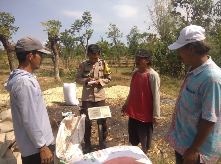 Polisi Dampingi Petani Bantu Distribusi 2,8 Ton Jagung Petani Rebono ke Bulog