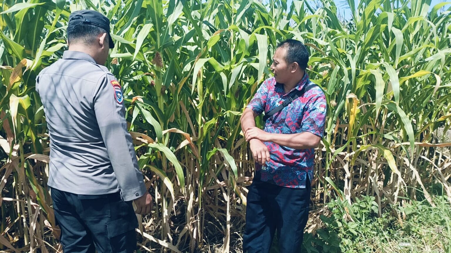 Bhabinkamtibmas Polsek Sukorejo Dorong Petani Optimalkan Lahan Produktif