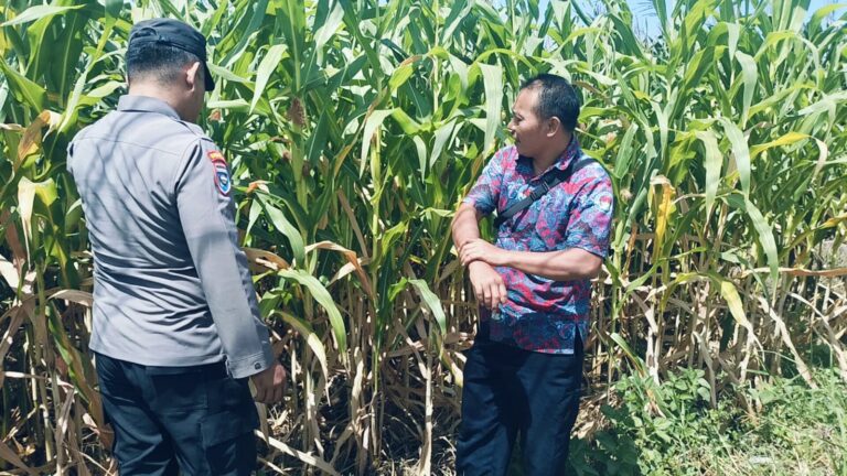 Bhabinkamtibmas Polsek Sukorejo Dorong Petani Optimalkan Lahan Produktif