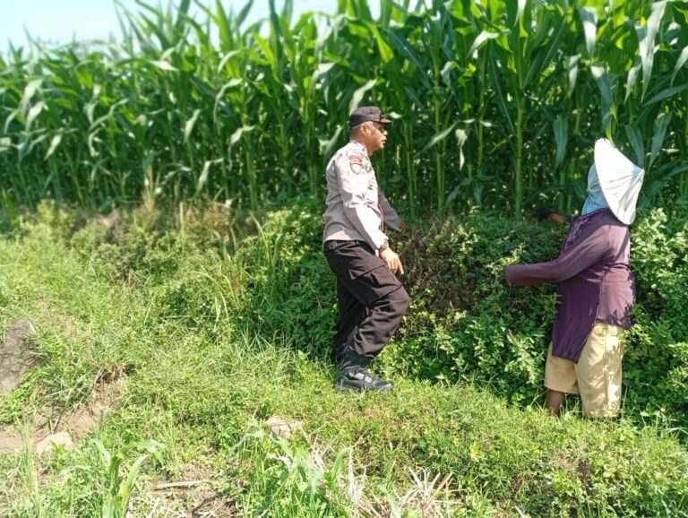 Optimistis Panen Bagus, Bhabinkamtibmas Laporkan Tanaman Jagung di Gunting Tumbuh Subur