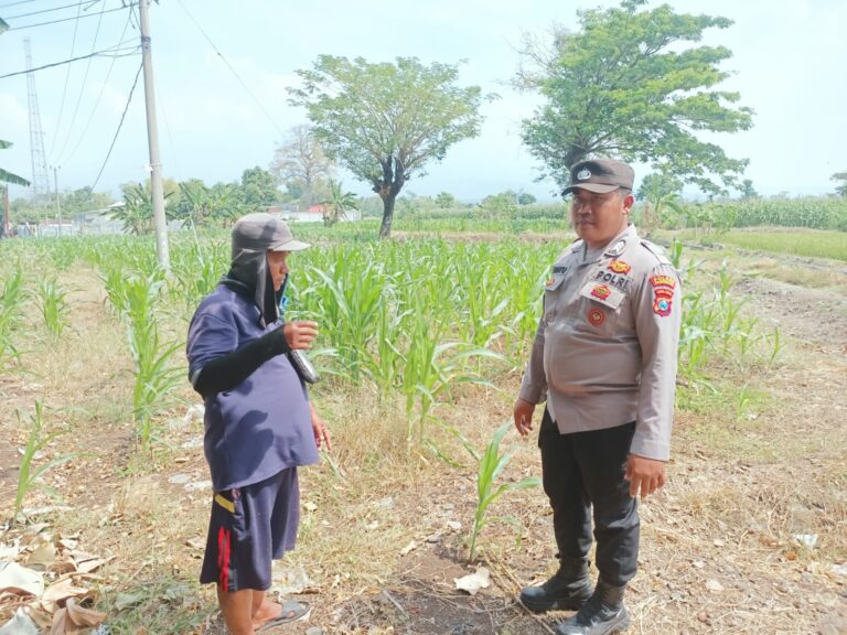 Bhabinkamtibmas Polsek Sukorejo Dorong Ketahanan Pangan Melalui Pemantauan Tanaman Jagung di Desa Lecari