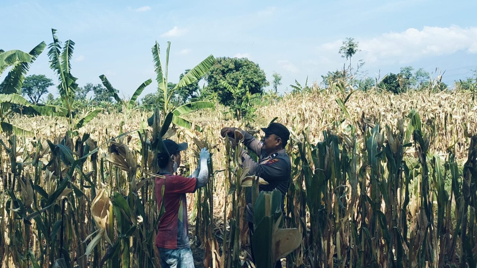 BHABINKAMTIBMAS SUKOREJO GERAKKAN MASYARAKAT MANFAATKAN LAHAN DUKUNG KETAHANAN PANGAN NASIONAL