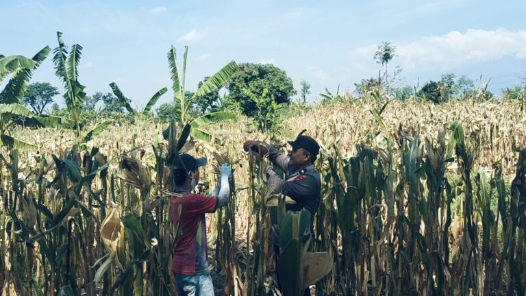 BHABINKAMTIBMAS SUKOREJO GERAKKAN MASYARAKAT MANFAATKAN LAHAN DUKUNG KETAHANAN PANGAN NASIONAL