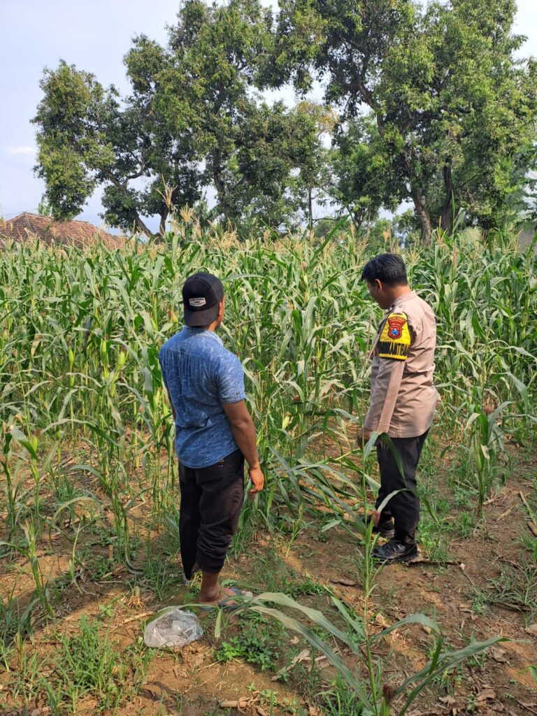 Bhabinkamtibmas Polsek Rembang Pantau Lahan Jagung Warga Dukung Asta Cita Ketahanan Pangan