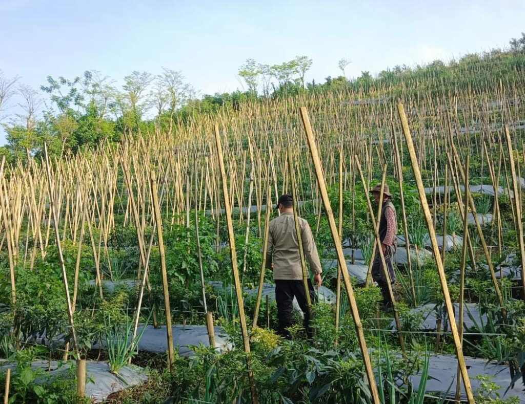 Bhabinkamtibmas Dukung Budidaya Tanaman Cabai di Lahan P2B di Gendro
