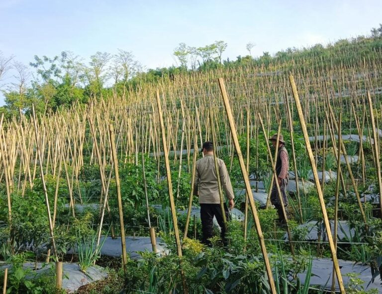 Bhabinkamtibmas Dukung Budidaya Tanaman Cabai di Lahan P2B di Gendro