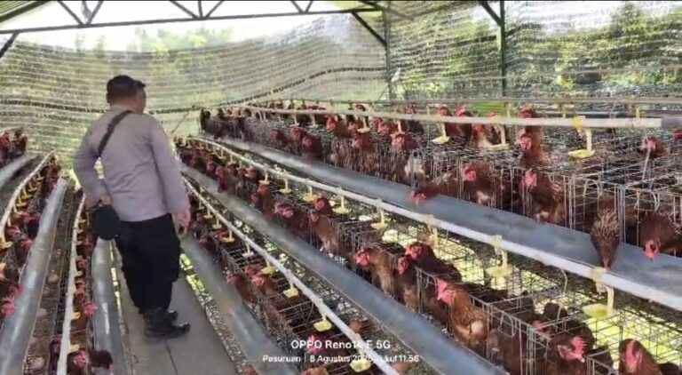 Budidaya Ayam Petelur di Kalisat Berkembang Baik, Bhabinkamtibmas Dukung Ketahanan Pangan