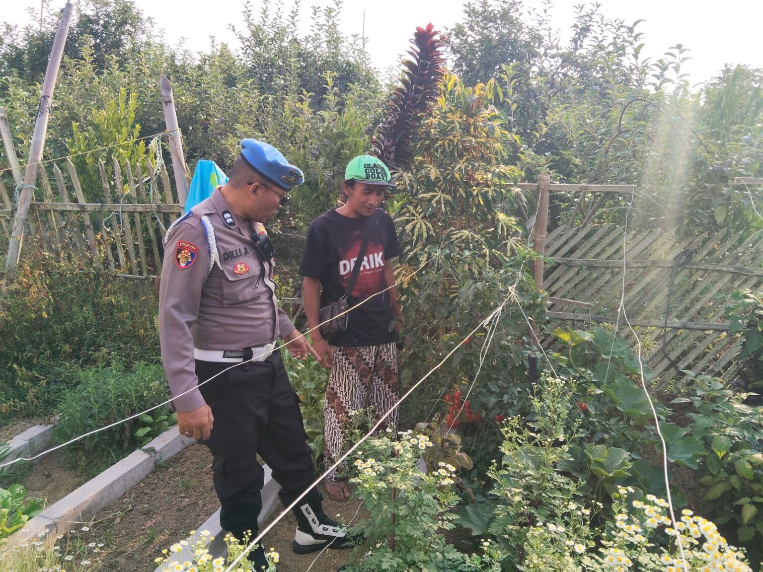 Bhabinkamtibmas Turut Serta Budidaya Tanaman Tomat di Lahan P2B Desa Tutur